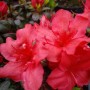 Nahaufnahme der leuchtend roten Blüten einer Japanischen Azalee (Rhododendron obtusum).