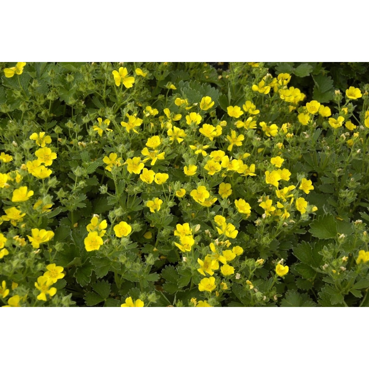 Potentilla Megalantha Großblütiges Fingerkraut Ca. 9x9 cm Topf günstig online kaufen