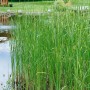Typha Laxmannii Rohrkolben im Gartenteich, grüne Gräser im 9x9 cm Topf.