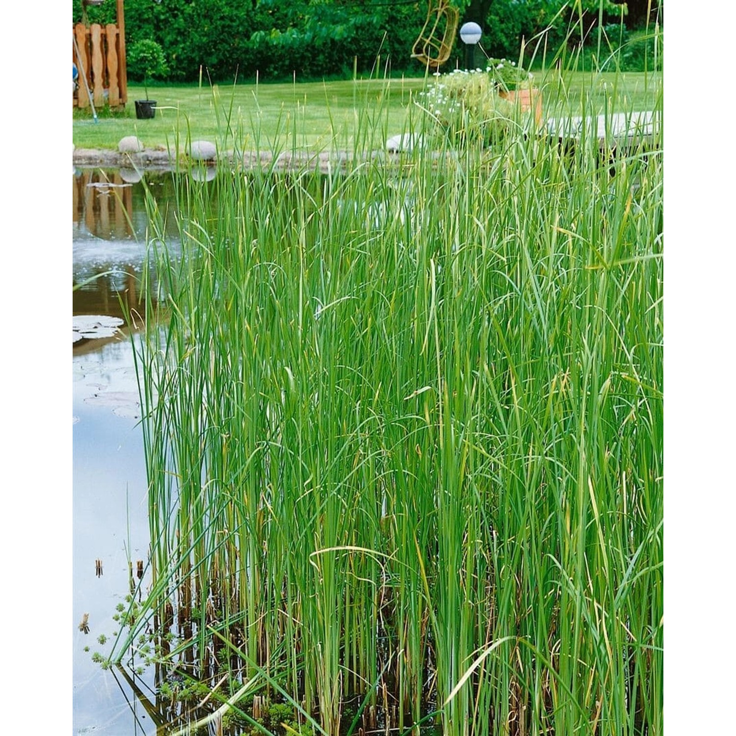 Typha Laxmannii Rohrkolben Ca. 9x9 cm Topf günstig online kaufen