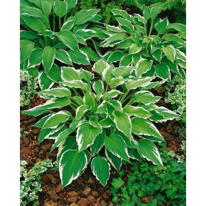 Buschige Hosta 'Antioch' (Funkie) im 11x11 cm Topf mit grün-weiß geränderten Blättern.