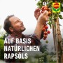 Mann inspiziert Tomatenpflanze, behandelt mit Compo Nativert® Blattlaus-frei Bio. Mittel gegen Blattläuse.