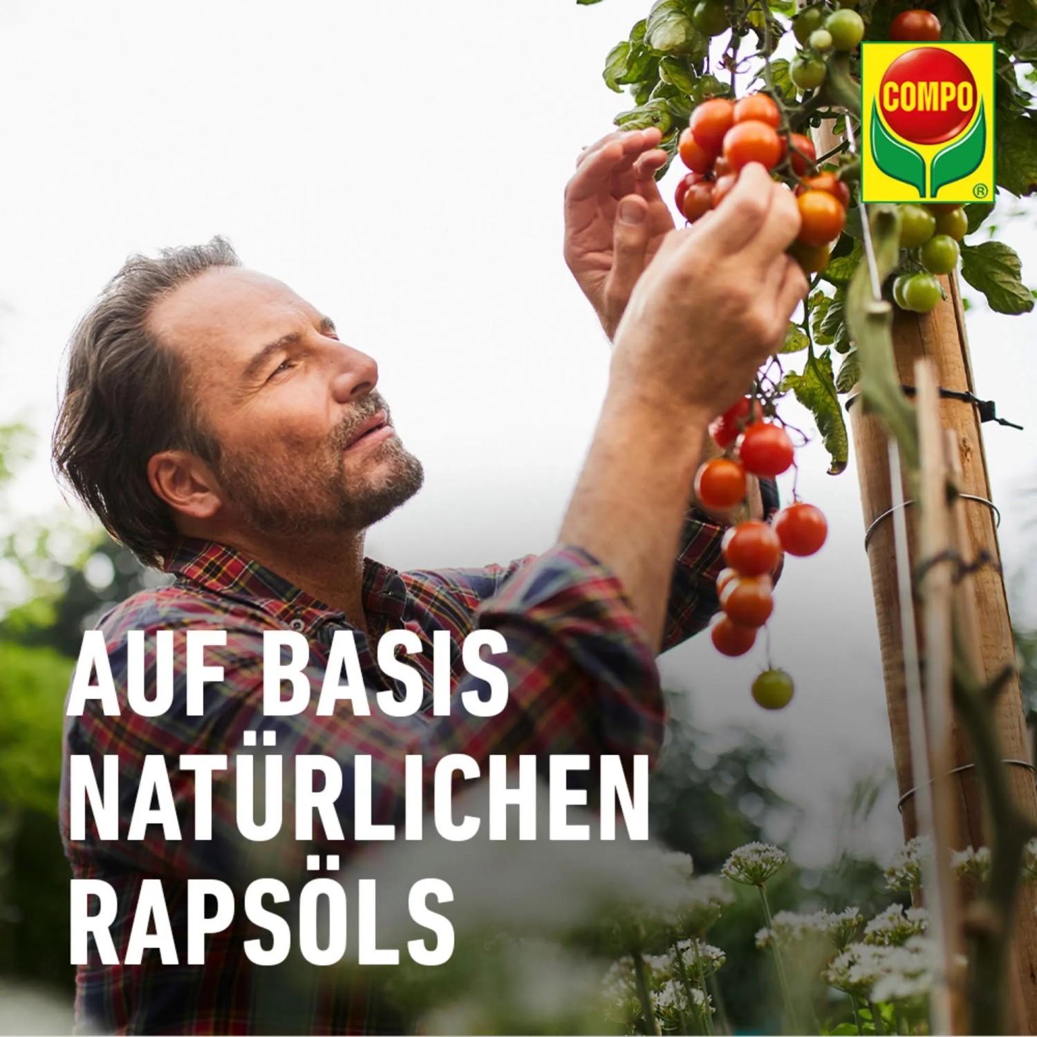 Mann inspiziert Tomatenpflanze, behandelt mit Compo Nativert® Blattlaus-frei Bio. Mittel gegen Blattläuse.