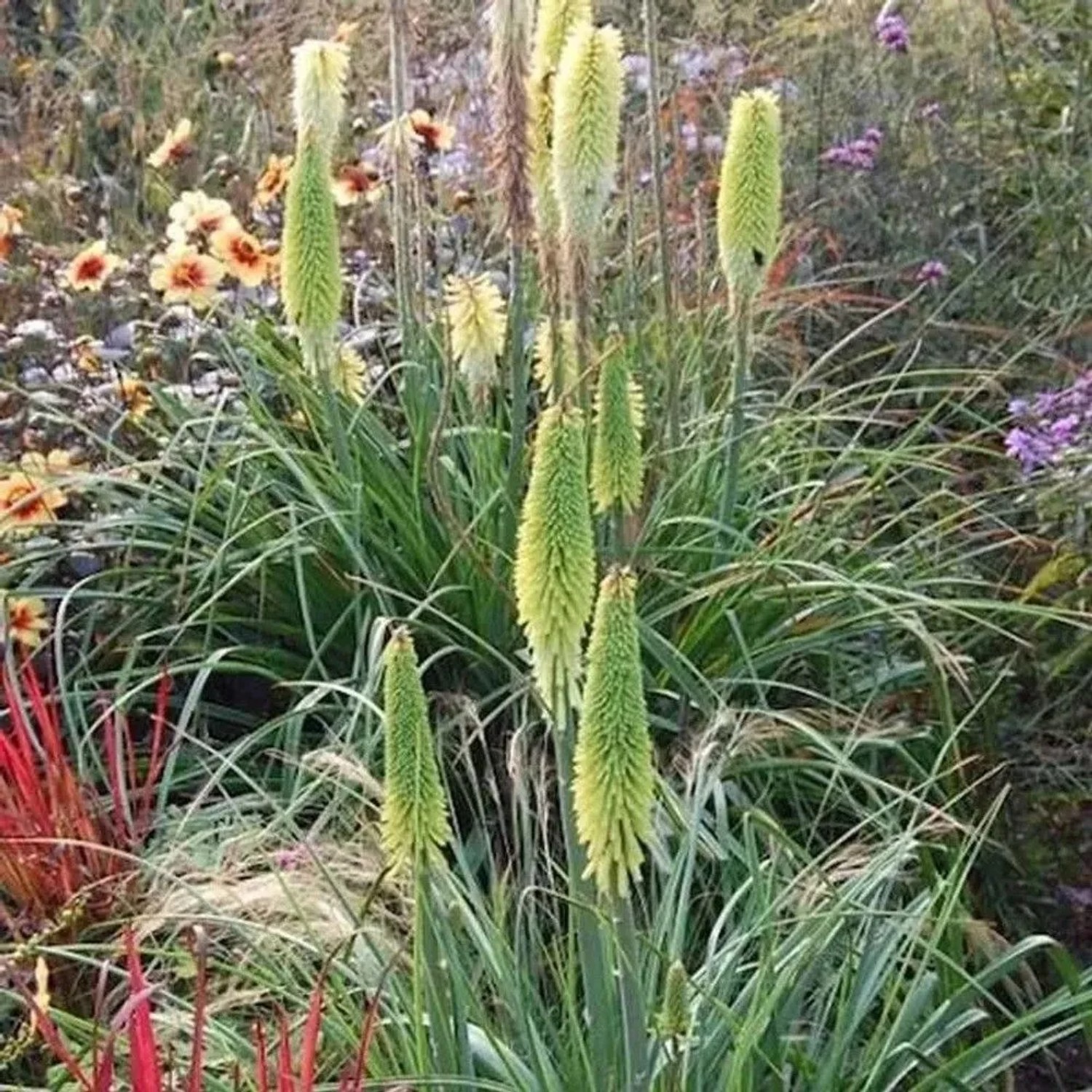 Fackellilie Little Maid - Kniphofia uvaria