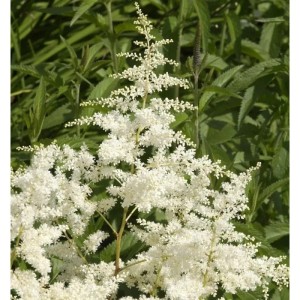 Prachtspiere Astary-R- White - Astilbe arendsii