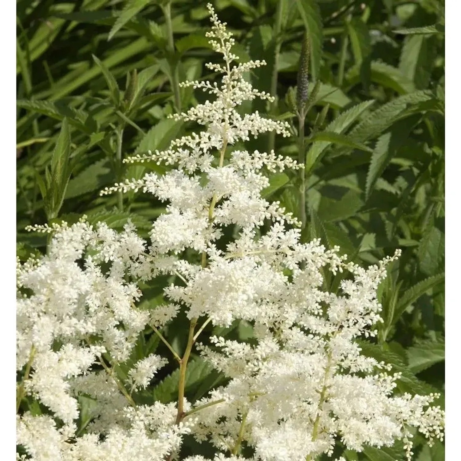 Prachtspiere Astary-R- White - Astilbe arendsii