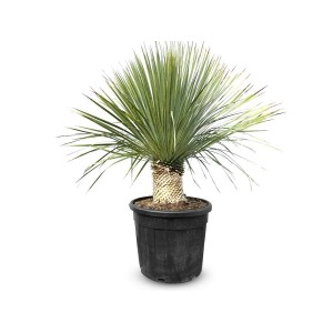 Sunny-Tree Mediterrane Yucca Rostrata Palmlilie mit Stammhöhe 20/30 cm Winterharte Pflanze bis -20°C