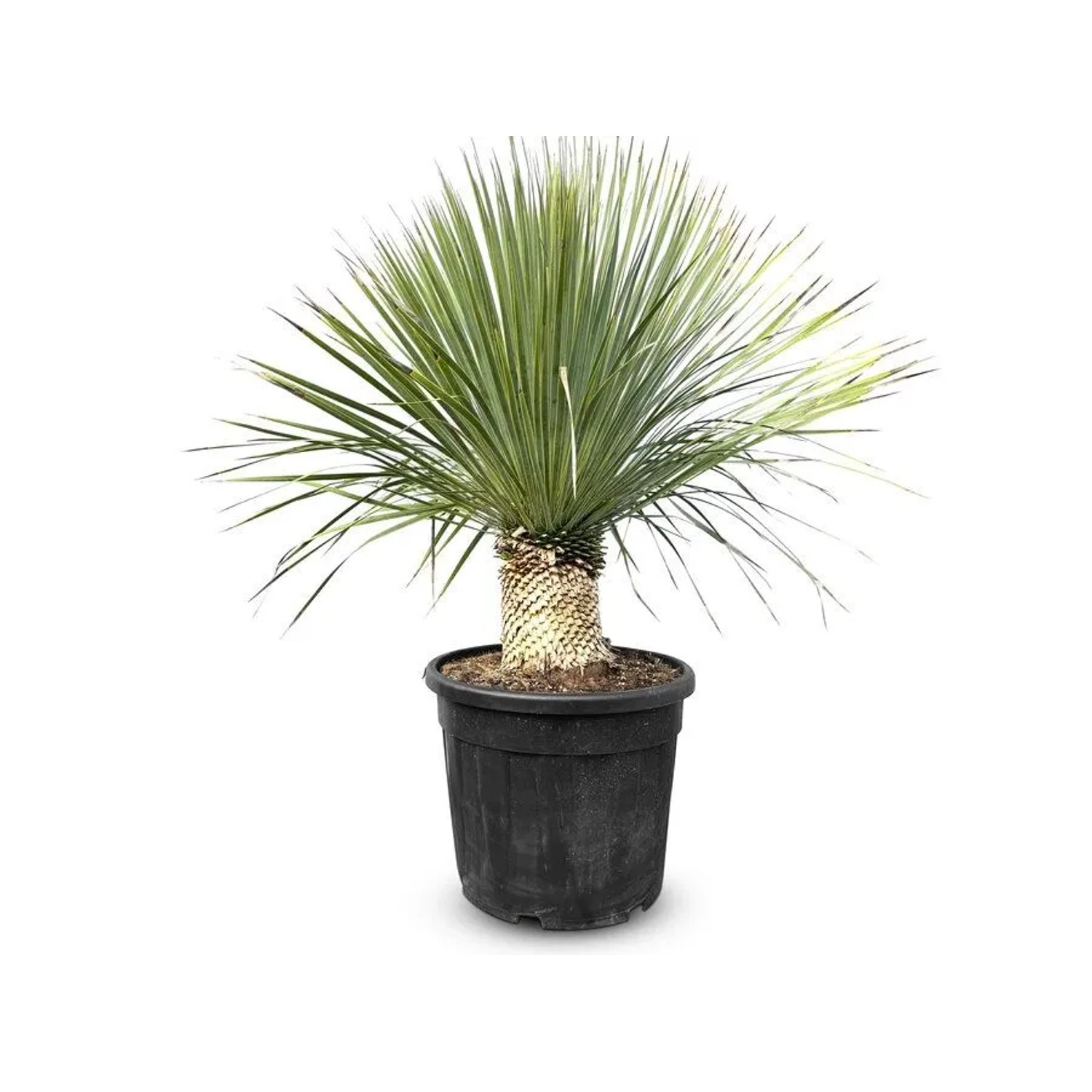 Sunny-Tree Mediterrane Yucca Rostrata Palmlilie mit Stammhöhe 20/30 cm Wint günstig online kaufen