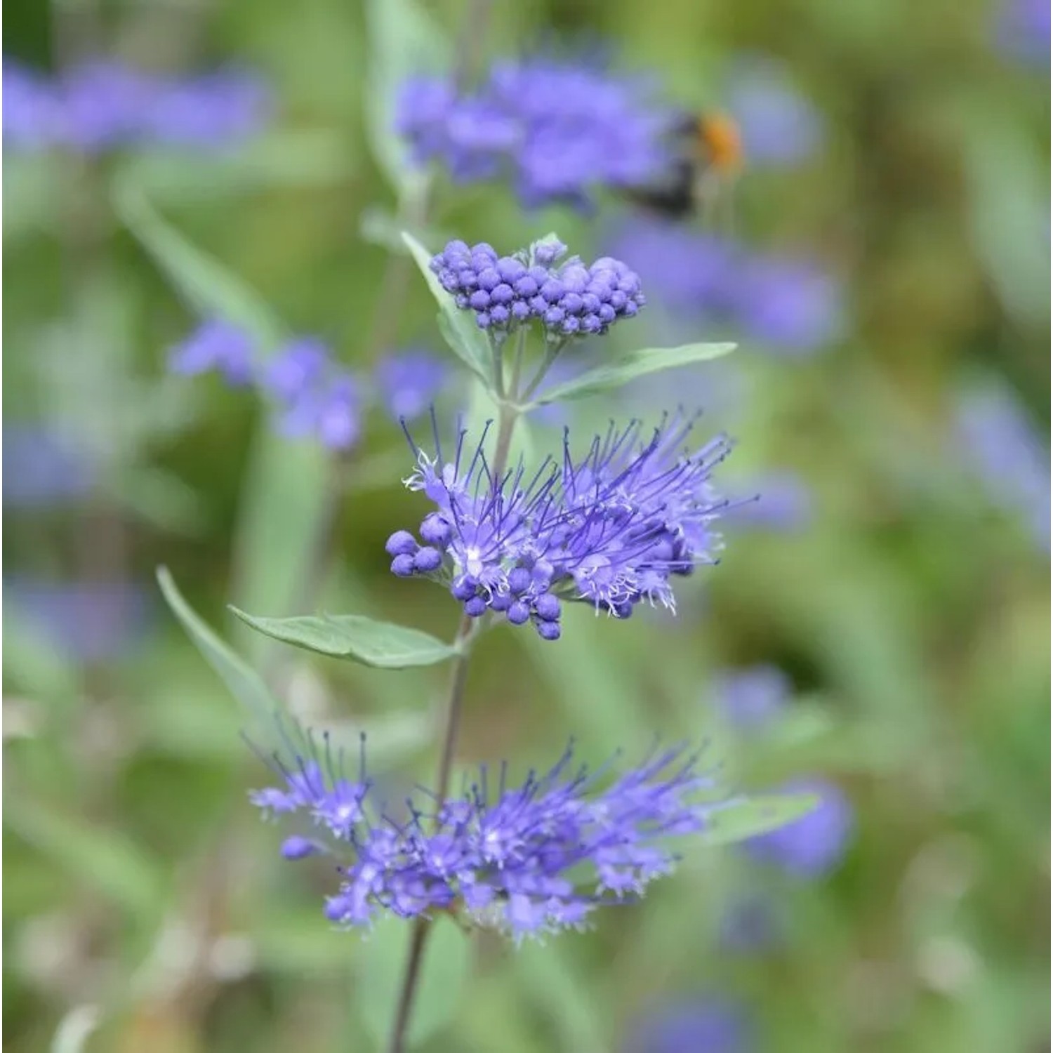 Bartblume Camara Dark Blue 40-60cm - Caryopteris clandonensis günstig online kaufen
