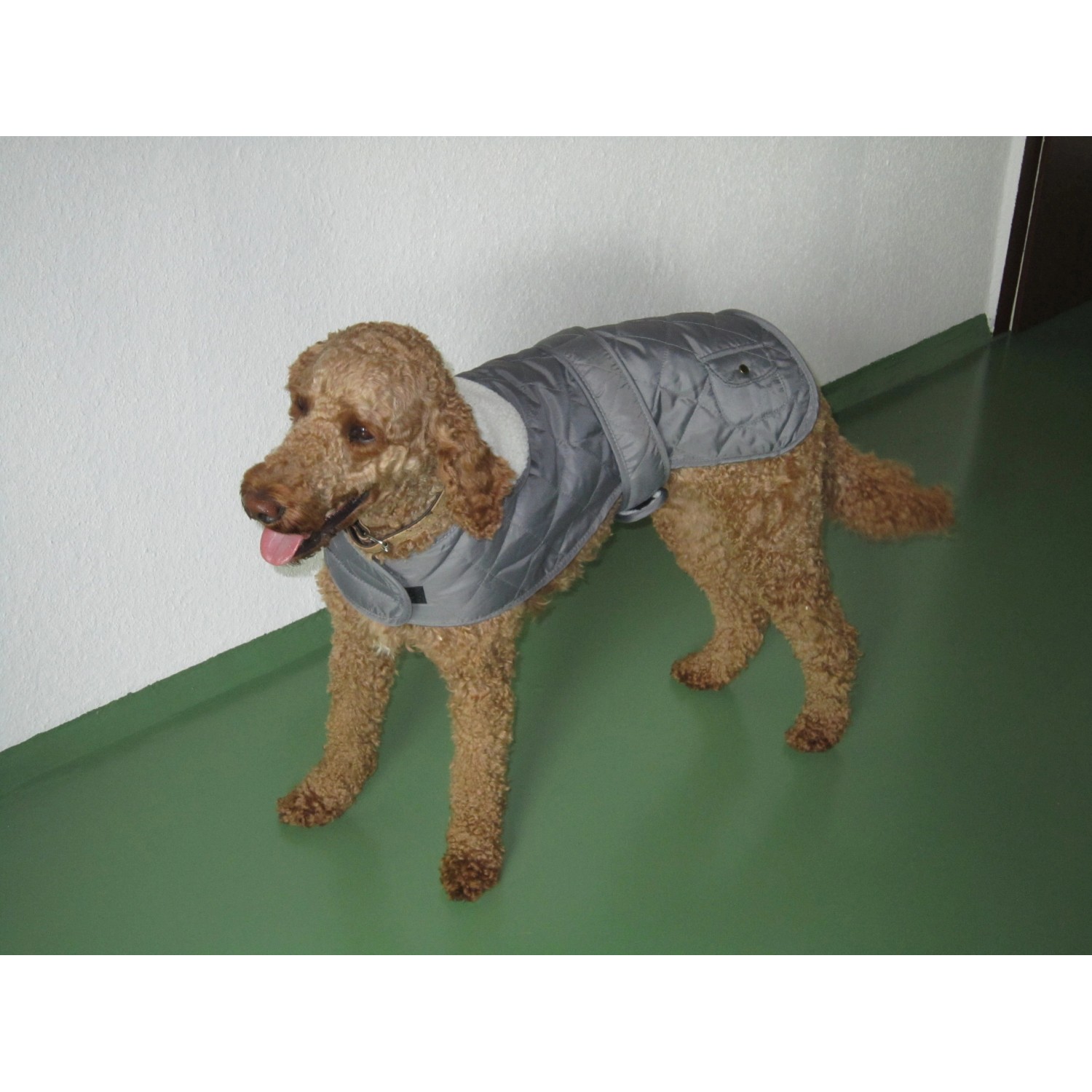 Grauer Heim Hundemantel Banbury, Größe S, mit Kragen an lockigem, braunem Hund.