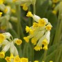 Nahaufnahme der gelben Blüten der Echten Schlüsselblume (Primula veris) Staude.