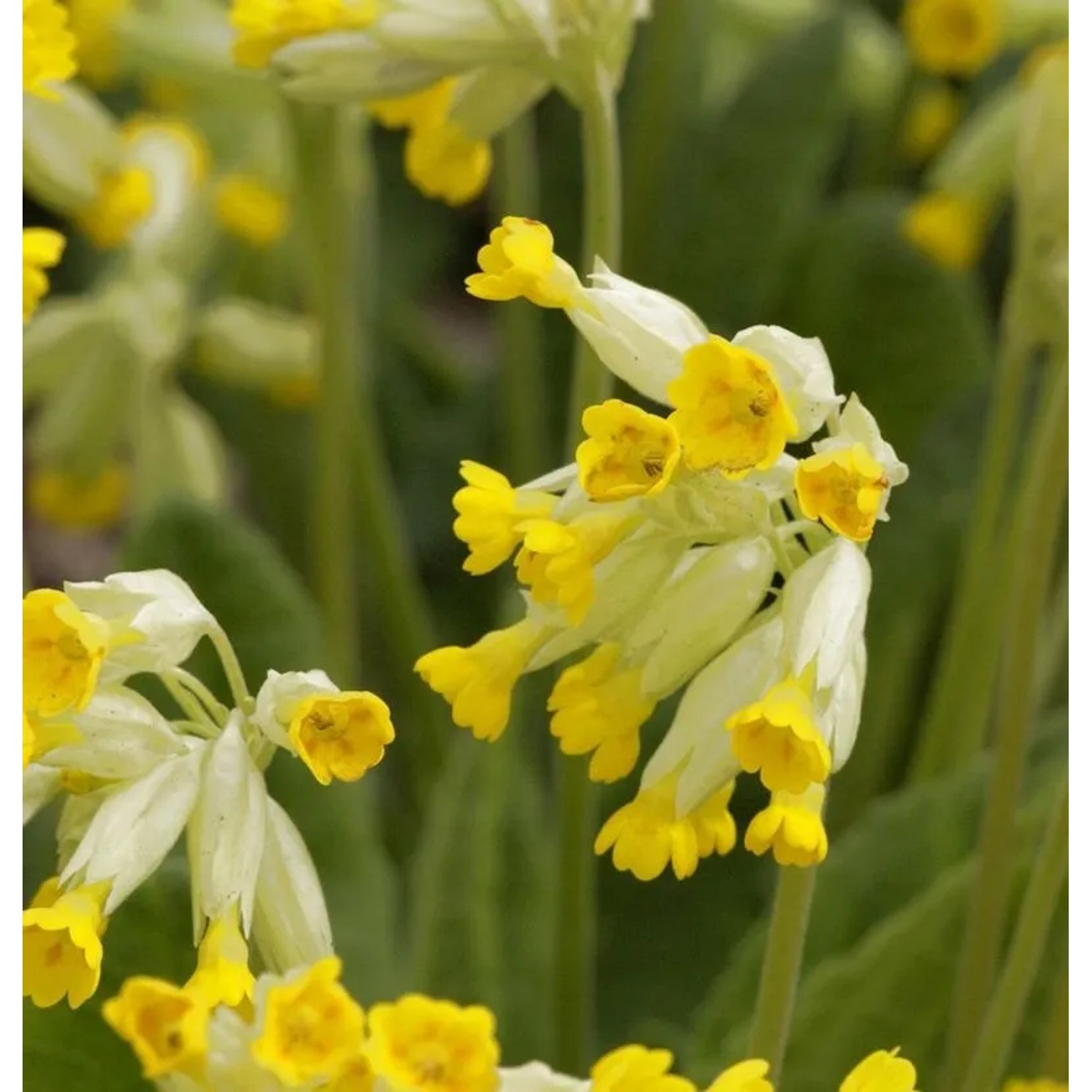 Echte Schlüsselblume - Primula veris