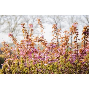 Japanische Blütenkirsche 'Kanzan' mit rosa Blüten und braunem Laub, Stammhöhe 125 cm.