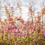 Japanische Blütenkirsche 'Kanzan' mit rosa Blüten und braunem Laub, Stammhöhe 125 cm.