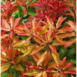 Detailaufnahme der Lavendelheide 'Glowing Hearts' mit rot-orangen Blättern. Immergrüner Strauch.