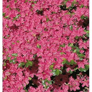 Üppige, pinkfarbene Japanische Azalee Kermesina (Rhododendron obtusum) im Detail.