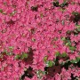 Üppige, pinkfarbene Japanische Azalee Kermesina (Rhododendron obtusum) im Detail.