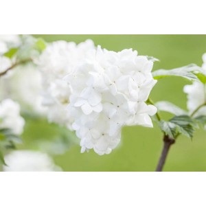 Nahaufnahme des Japanischen Schneeballs 'Summer Snowflake' mit weißen Blüten.