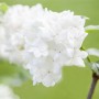 Nahaufnahme des Japanischen Schneeballs 'Summer Snowflake' mit weißen Blüten.
