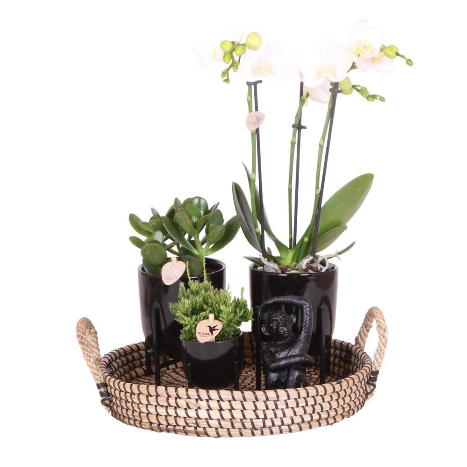 Kolibri Pflanzenset Home Hub Grünpflanzen mit Weißer Phalaenopsis Orchidee inkl. schwarzen Keramik Ziertöpfen & Zubehör