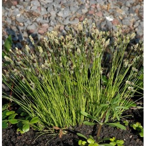 Foto einer Bergsegge (Carex montana) Staude mit grünen Halmen und braun-weißen Blütenständen.
