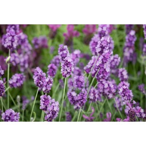 Nahaufnahme von blühendem, lila Lavendel (Lavandula Angustifolia Peter Pan) im 9x9 cm Topf.