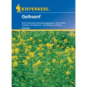 Kiepenkerl Gründünger Gelbsenf (Sinapis alba) mit gelben Blüten auf dem Feld.