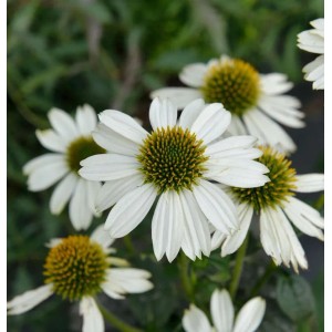 Nahaufnahme des Sonnenhut Pow Wow White (Echinacea purpurea) mit weißen Blütenblättern und gelber Mitte.