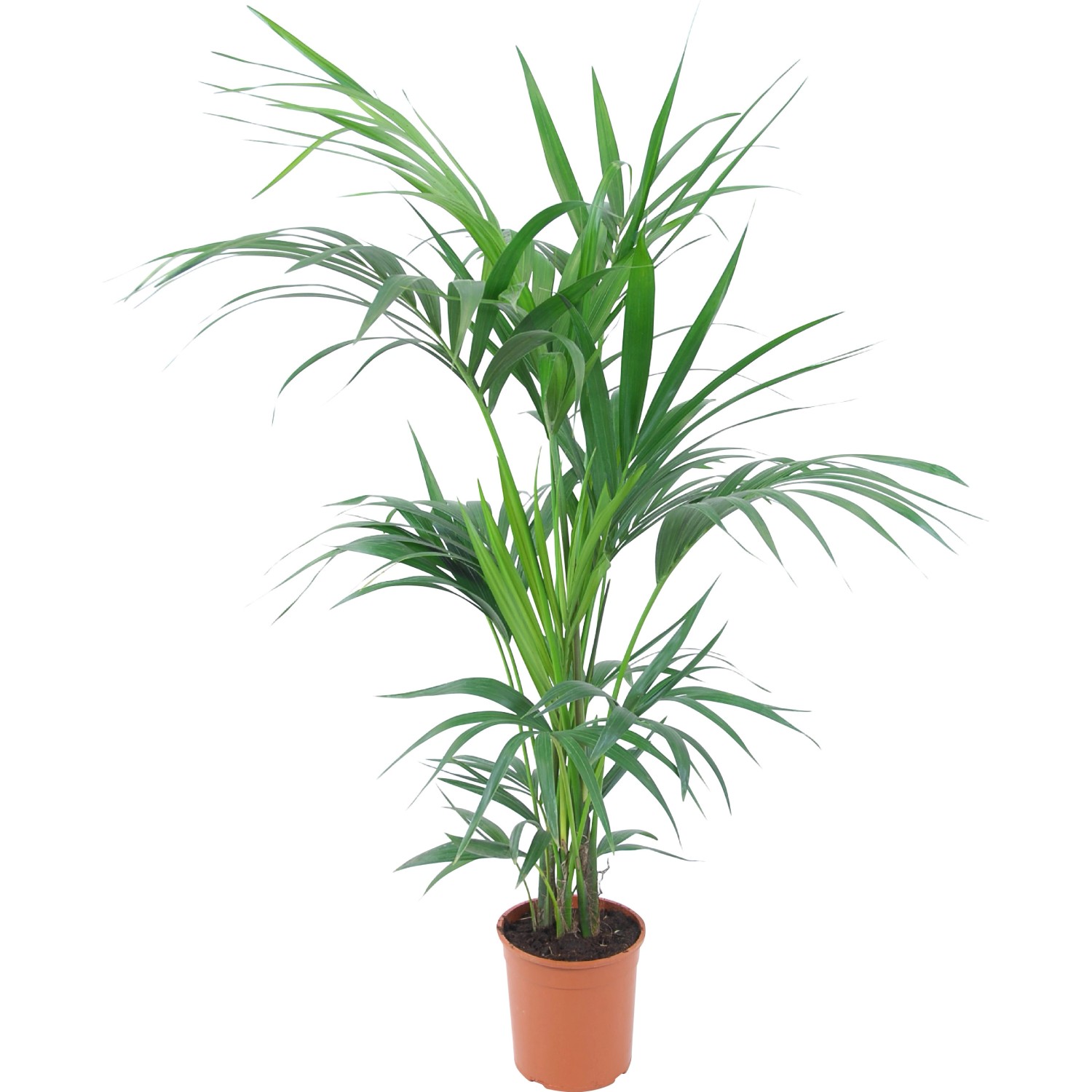 GROW by OBI Kentiapalme Topf Ø ca. 19 cm