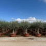 Winterharter Olivenbaum (180 cm) im Topf, ca. 45 Jahre alt. Ideal als Hausbaum für Garten und Terrasse.