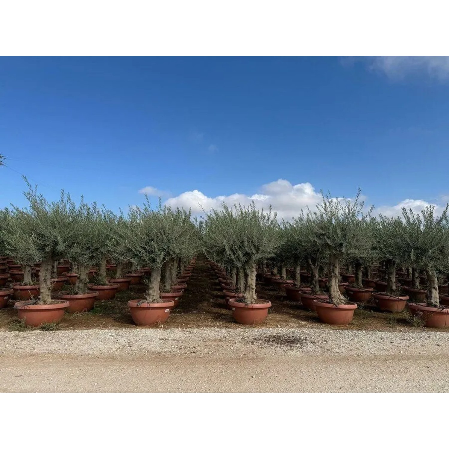 Winterharter Olivenbaum (180 cm) im Topf, ca. 45 Jahre alt. Ideal als Hausbaum für Garten und Terrasse.