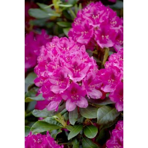 Nahaufnahme des leuchtend roten Rhododendron Nova Zembla mit grünen Blättern.