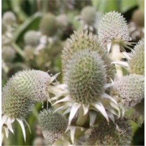 Nahaufnahme der Agaven Edeldistel (Eryngium agavifolium), einer wintergrünen Gartenstaude.