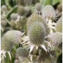 Nahaufnahme der Agaven Edeldistel (Eryngium agavifolium), einer wintergrünen Gartenstaude.