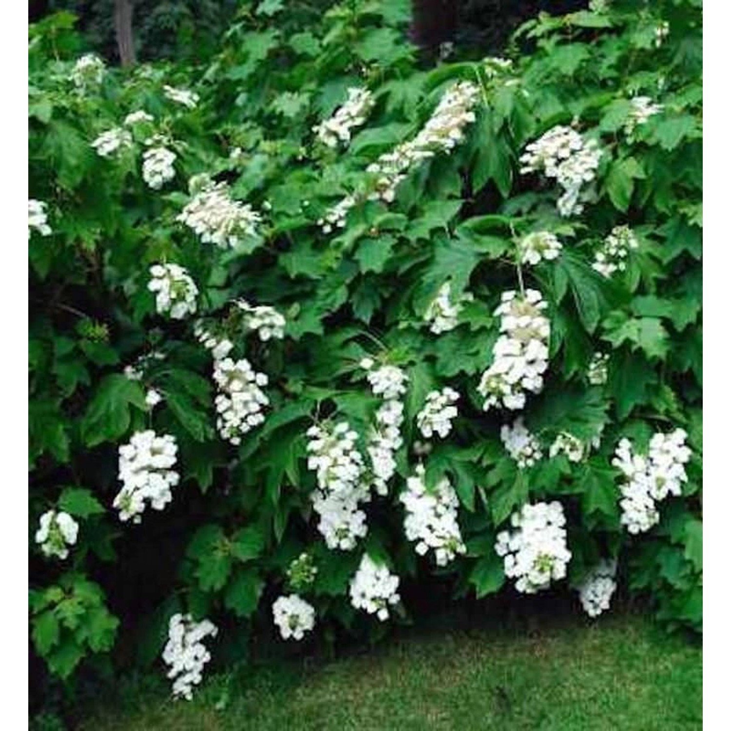 Eichenblättrige Hortensie Tennessee Clone 40-60cm - Hydrangea quercifolia günstig online kaufen