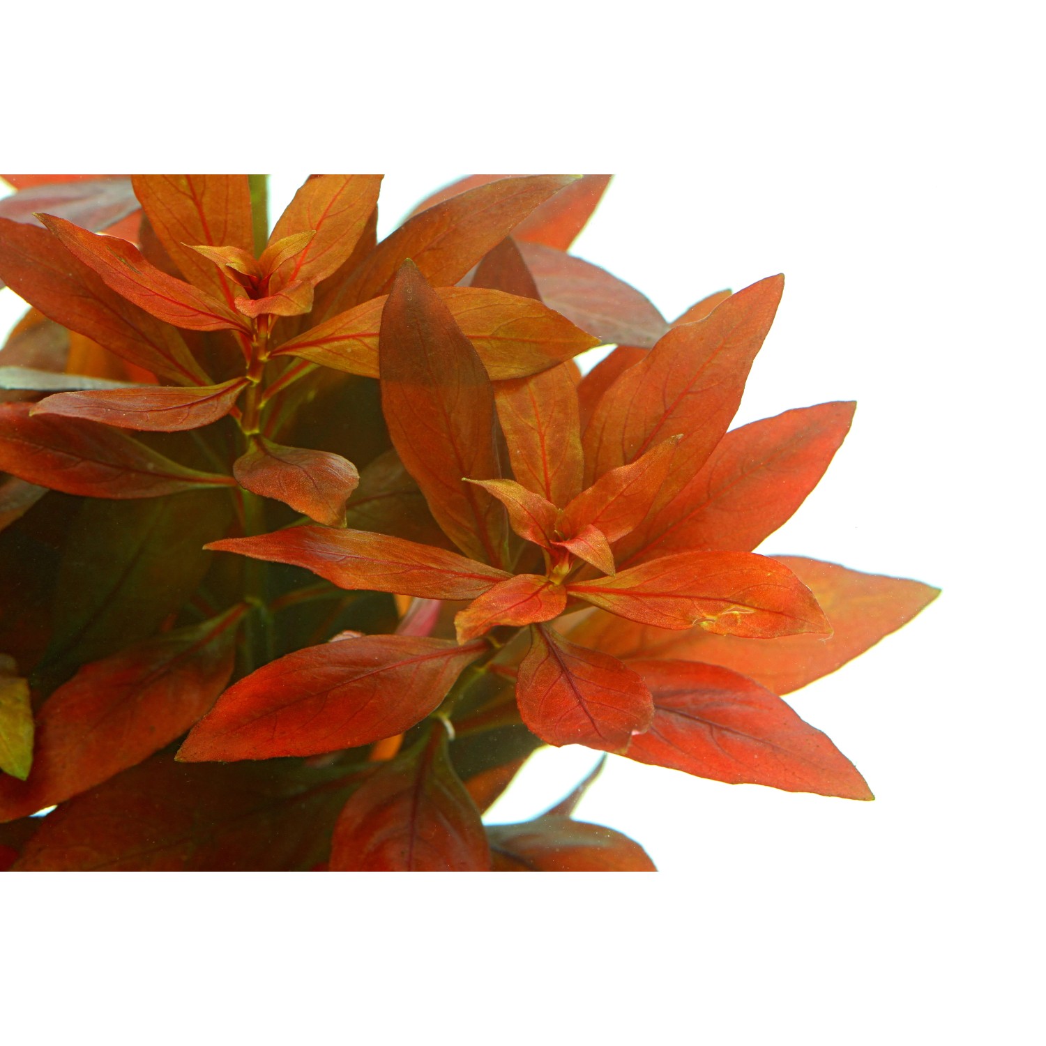 Dennerle Aquariumpflanze Ludwigia Repens Rubin mit roten Blättern für ein lebendiges Aquarium.