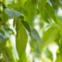Nahaufnahme von grünen Blättern und Blütenständen einer Hainbuche (Carpinus betulus).