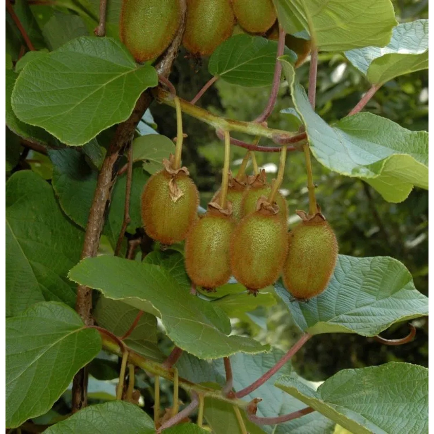 Selbstfruchtende Kiwi Issai 125-150cm - Actinidia arguta