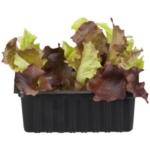 Salat Mix 6er-Schale mit roten und grünen Salatblättern in einer schwarzen Kunststoffschale.