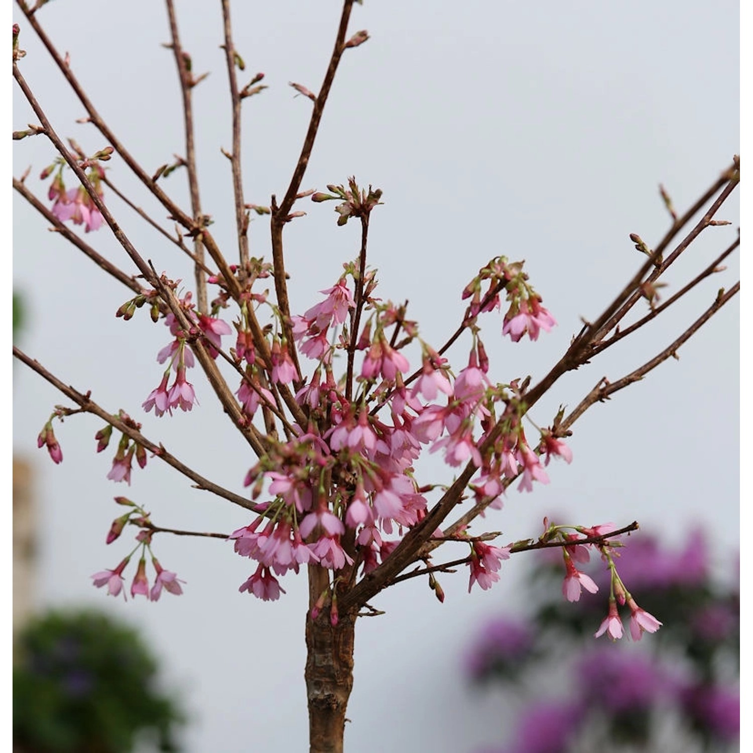 Hochstamm Zierkirsche Okame 60-80cm - Prunus Okame günstig online kaufen