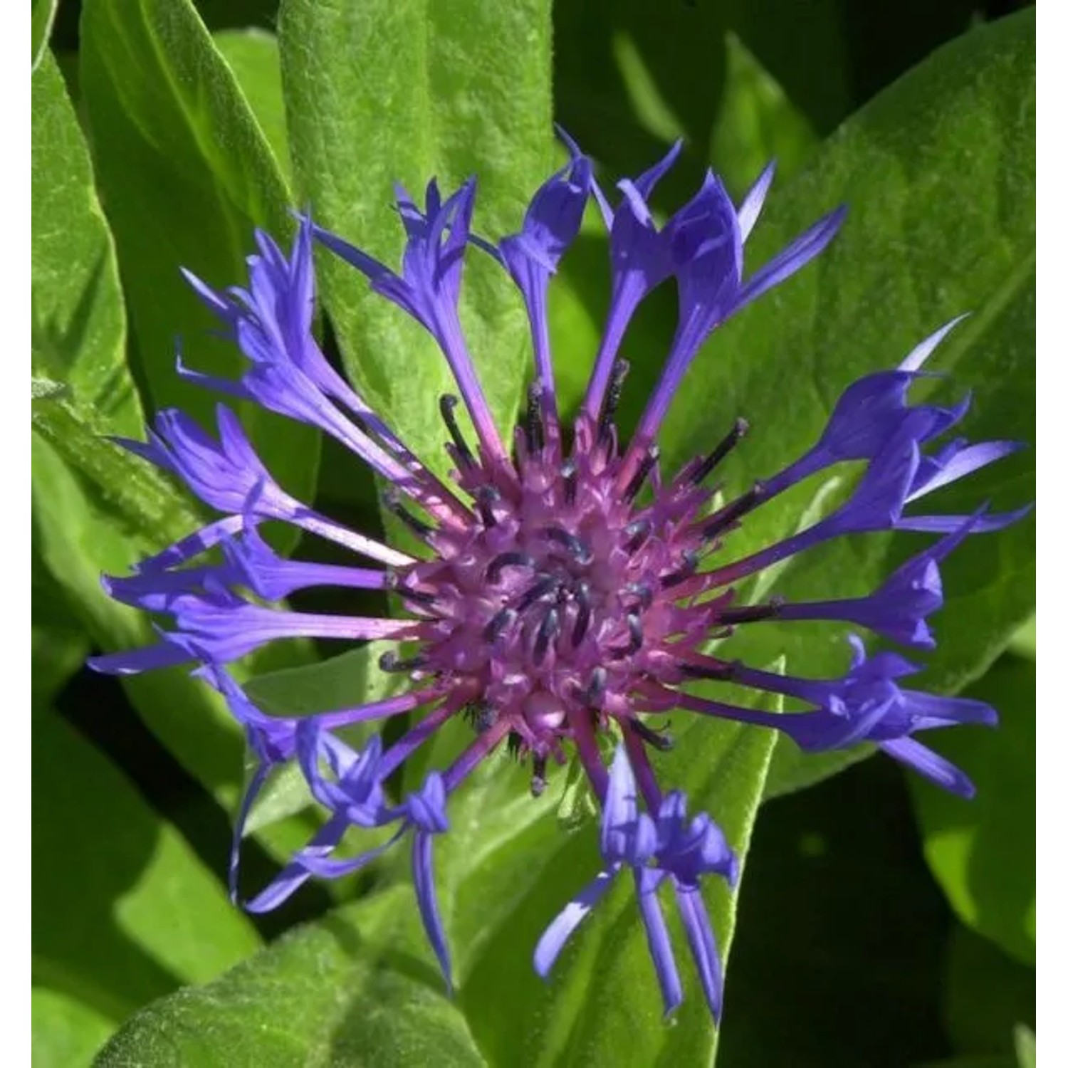 Bergflockenblume - Centaurea montana