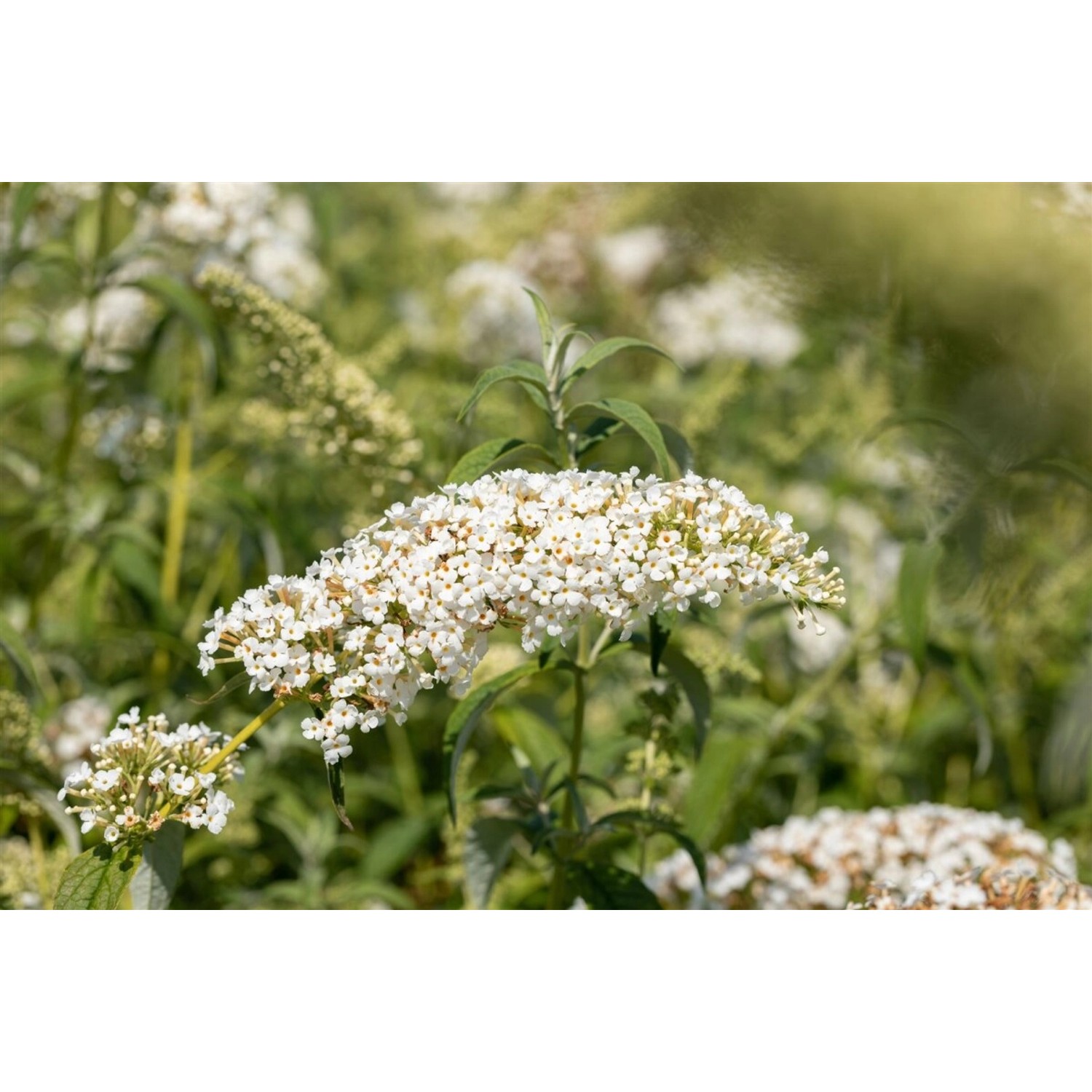 Buddleja Schmetterlingsstrauch White Chip 60-100 cm günstig online kaufen