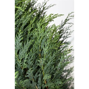 Detailaufnahme der Chamaecyparis lawsoniana 'Columnaris', einer grünen Heckenpflanze.