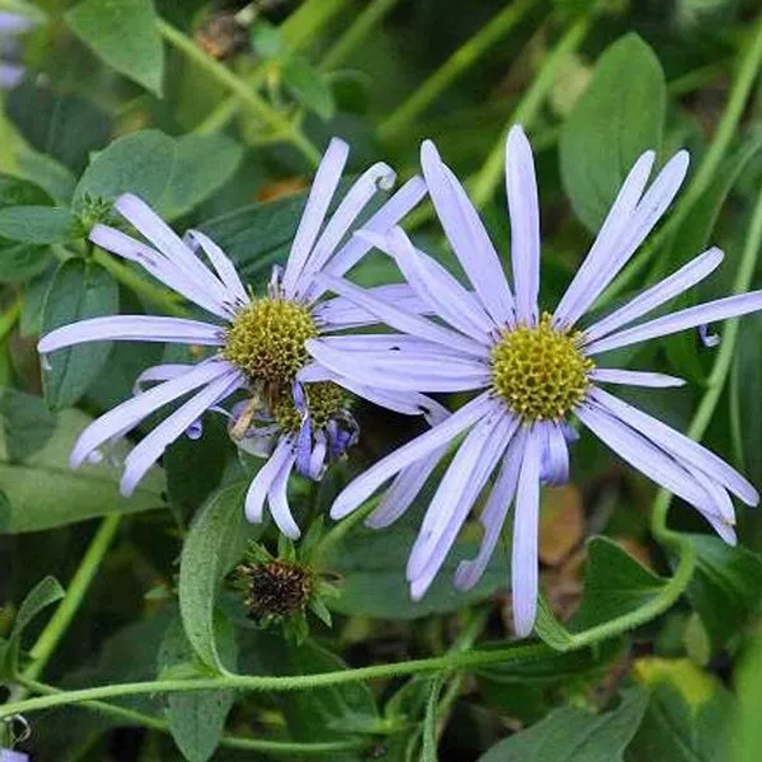 6 x Frikart-Aster 'Mönch' Aster frikartii Topf 9cm Schmetterlingspflanze