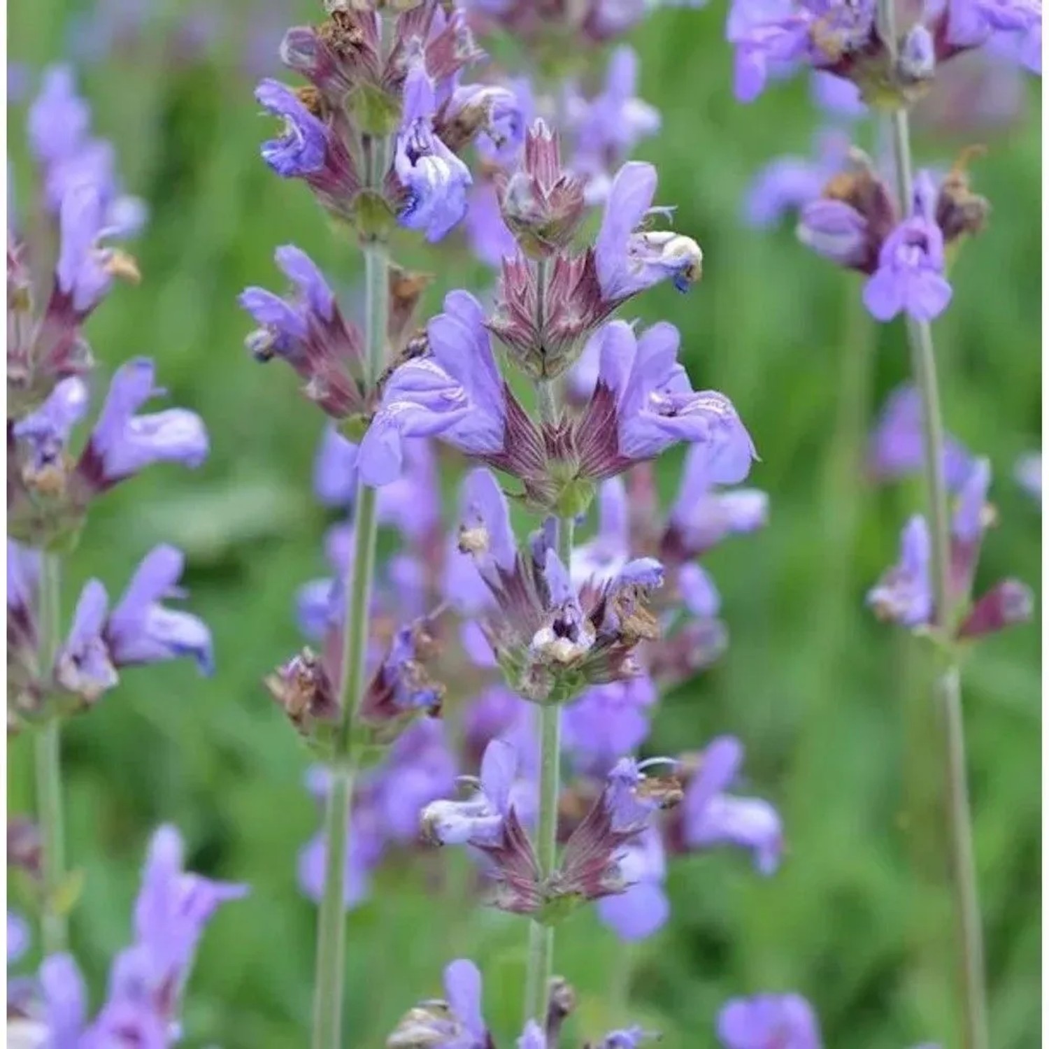 Echter Salbei Grete Stölzle - Salvia officinalis