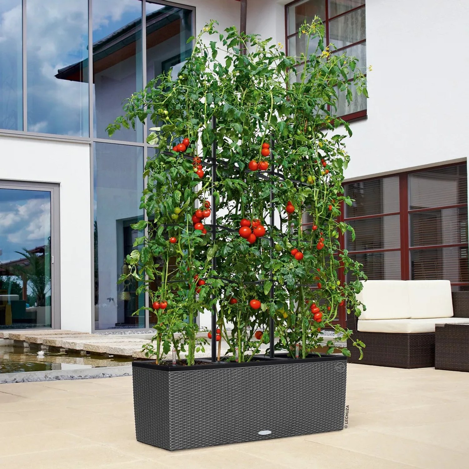 Lechuza Trio Rankgitter im Einsatz mit Tomatenpflanzen im Pflanzgefäß.