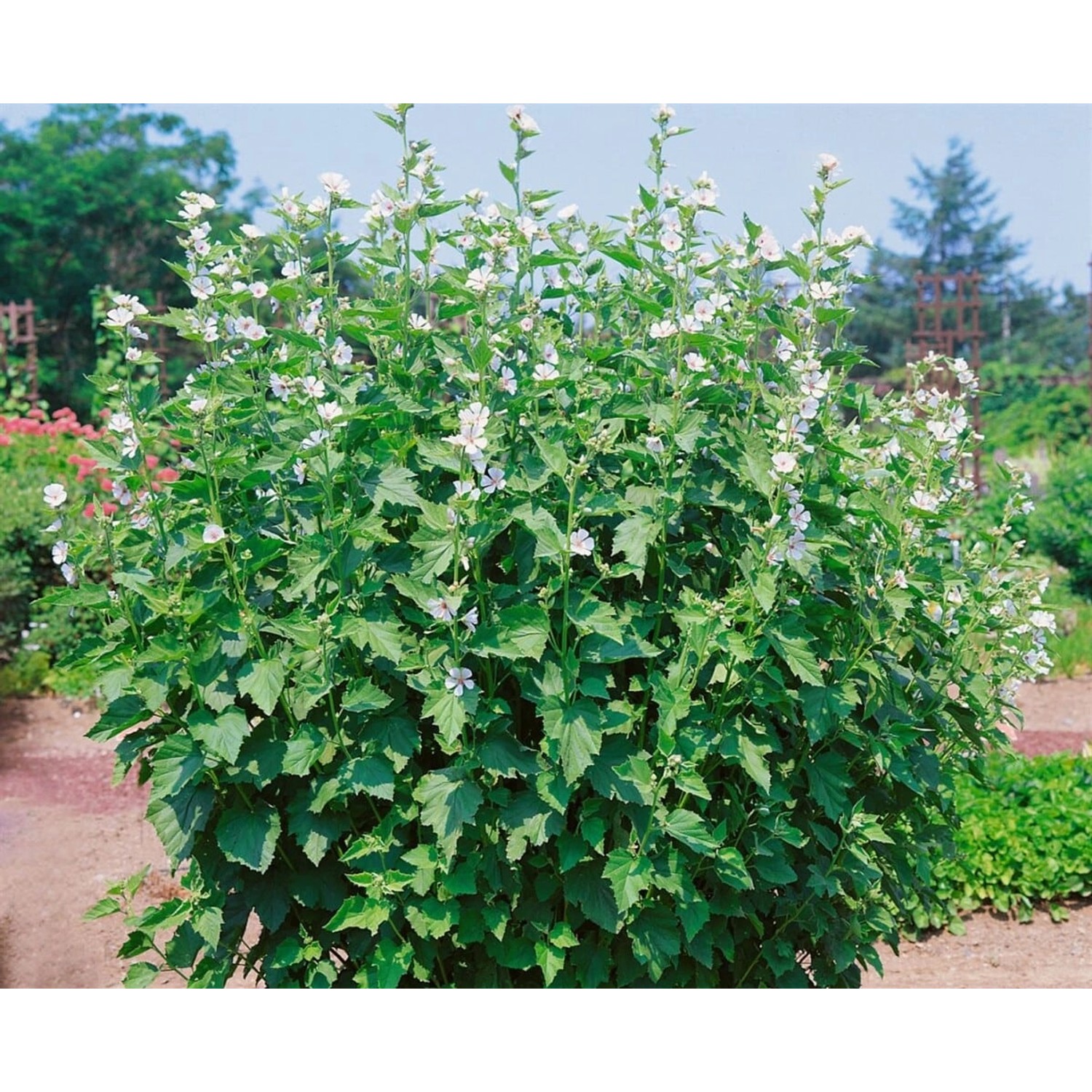 Althaea Officinalis Eibisch Ca. 9x9 cm Topf günstig online kaufen