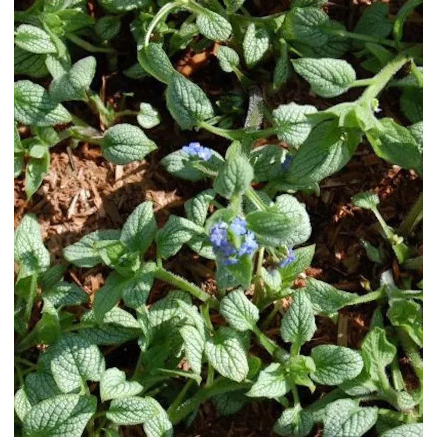 Kaukasus Vergißmeinnicht Silver Heart - Brunnera macrophylla