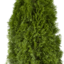 Smaragdgrüne Thuja 'Smaragd' (120-140 cm) im Topf, ideal als Heckenpflanze.