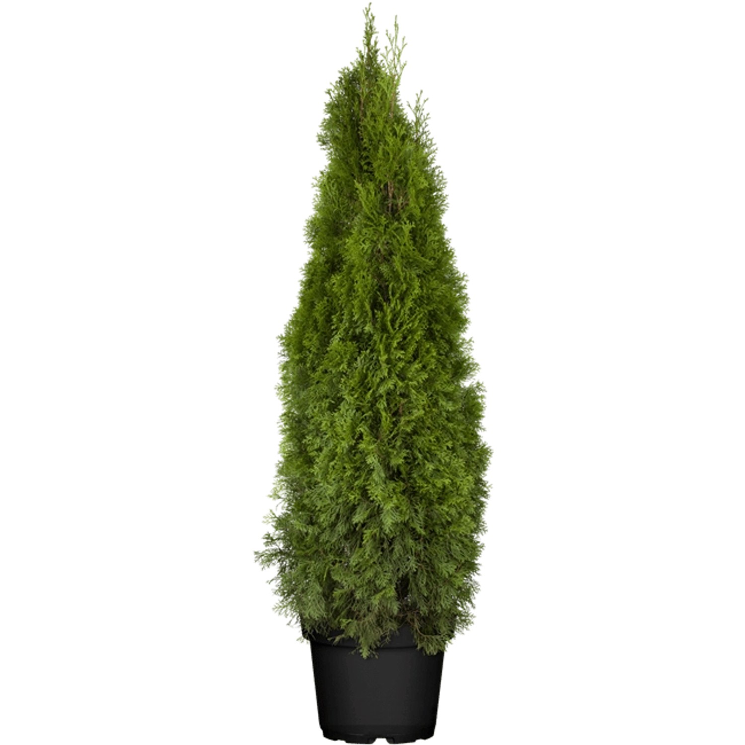 Thuja occidentalis 'Smaragd' 120-140 cm günstig online kaufen